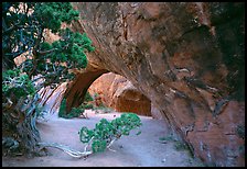 Juniper and glowing Navajo Arch, late morning. Arches National Park ( color)