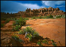 Wildflowers and rock pillars, Klondike Bluffs. Arches National Park, Utah, USA.