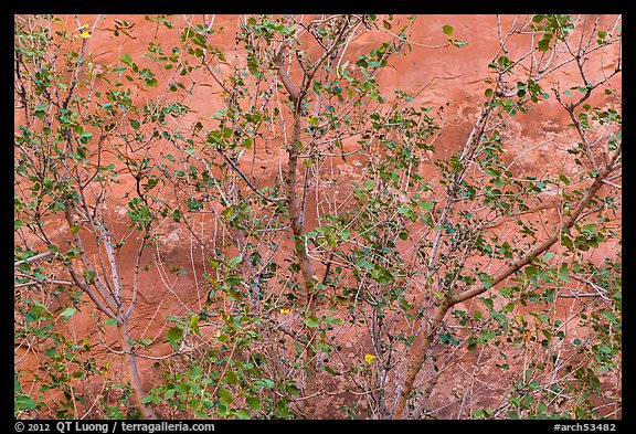 Leaves and sandstone wall. Arches National Park (color)