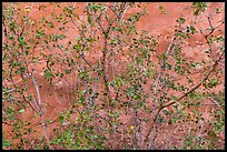 Leaves and sandstone wall. Arches National Park ( color)