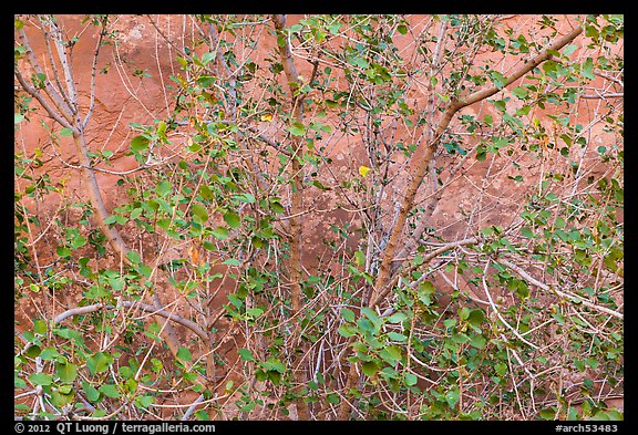 Tree and sandstone wall. Arches National Park, Utah, USA.