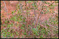 Tree and sandstone wall. Arches National Park ( color)