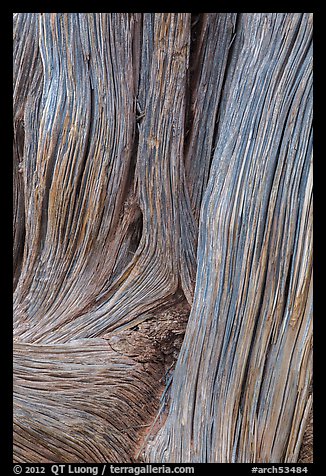 Detail of juniper bark. Arches National Park, Utah, USA.