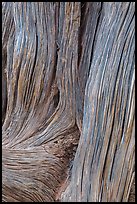 Detail of juniper bark. Arches National Park ( color)