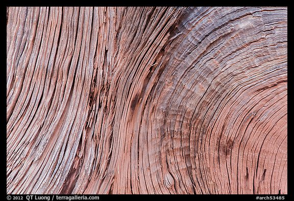 Close-up of juniper bark. Arches National Park, Utah, USA.