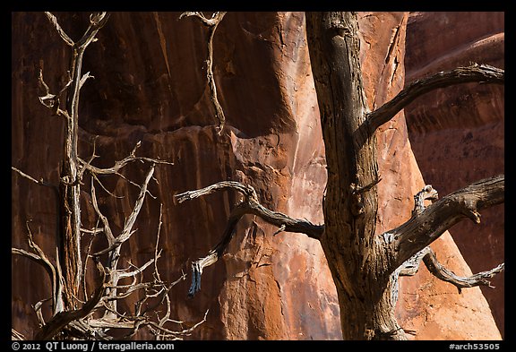Trees, cliffs, and shadows. Arches National Park (color)