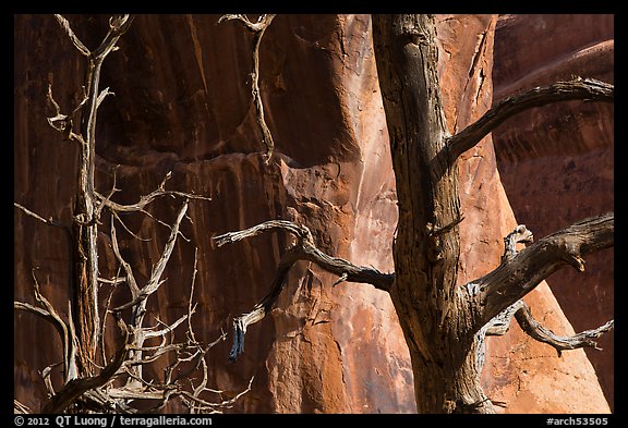 Trees, cliffs, and shadows. Arches National Park, Utah, USA.