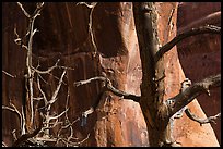 Trees, cliffs, and shadows. Arches National Park, Utah, USA. (color)