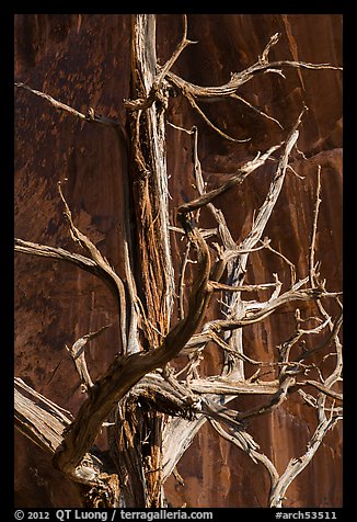 Juniper tree skeleton and rock face. Arches National Park (color)