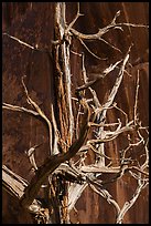 Juniper tree skeleton and rock face. Arches National Park ( color)