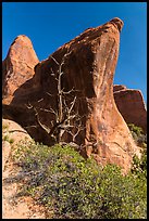 Juniper tree and fins. Arches National Park ( color)