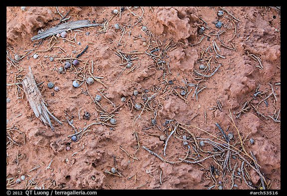 Cryptobiotic soil and fallen berries. Arches National Park (color)