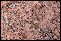 Cryptobiotic soil and fallen berries. Arches National Park, Utah, USA.