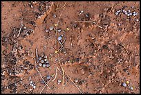 Close-up of Cryptobiotic crust with fallen berries. Arches National Park, Utah, USA. (color)