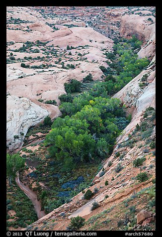 Trees in Winter Camp Wash. Arches National Park (color)