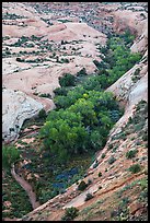 Trees in Winter Camp Wash. Arches National Park ( color)