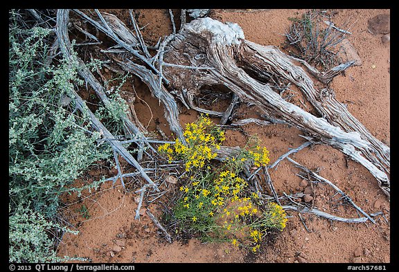Ground close-up with wildflowers, roots, and rain marks in sand. Arches National Park, Utah, USA.