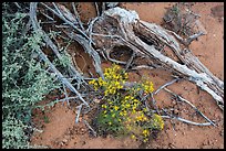 Ground close-up with wildflowers, roots, and rain marks in sand. Arches National Park, Utah, USA.