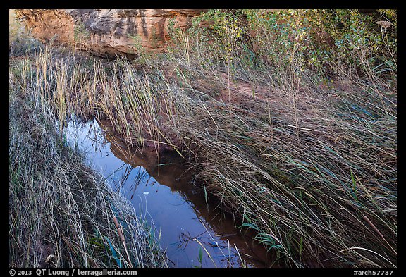 Creek and grasses flattened by water, Courthouse Wash. Arches National Park, Utah, USA.