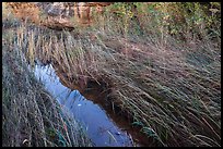 Creek and grasses flattened by water, Courthouse Wash. Arches National Park ( color)