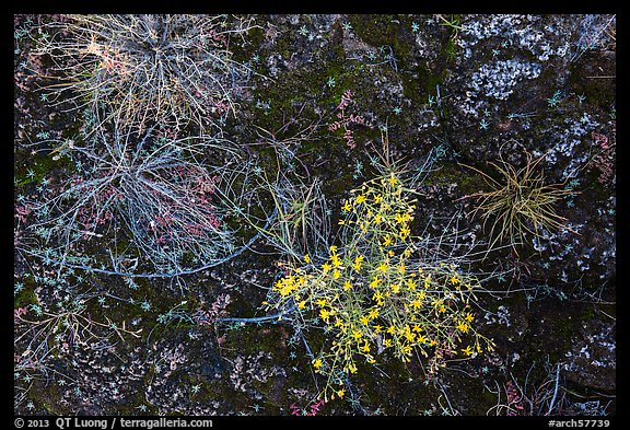 Ground view: wildflowers and mosses, Courthouse Wash. Arches National Park, Utah, USA.