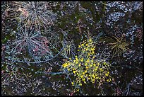 Ground view: wildflowers and mosses, Courthouse Wash. Arches National Park, Utah, USA. (color)