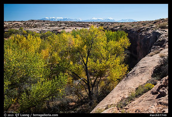 Cottonwood trees, Courthouse Wash rim, and La Sal mountains. Arches National Park, Utah, USA.