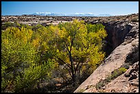 Cottonwood trees, Courthouse Wash rim, and La Sal mountains. Arches National Park, Utah, USA. (color)