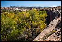 Cottonwood trees, Courthouse Wash rim, and La Sal mountains. Arches National Park, Utah, USA.