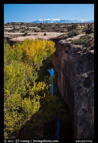 Cottonwood trees, Courthouse Wash creek and cliffs, La Sal mountains. Arches National Park, Utah, USA.