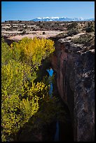 Cottonwood trees, Courthouse Wash creek and cliffs, La Sal mountains. Arches National Park, Utah, USA.