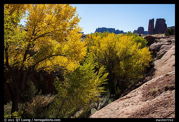 Cottonwoods in fall, Courthouse Wash and Towers. Arches National Park, Utah, USA.