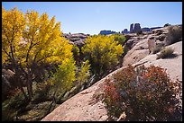 Bush and cottonwoods in autumn, Courthouse Wash and Towers. Arches National Park, Utah, USA.