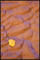 Fallen leaf and mud ripples, Courthouse Wash. Arches National Park ( color)