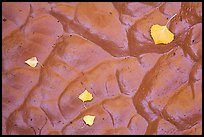 Fallen leaves and mud ripples, Courthouse Wash. Arches National Park, Utah, USA.