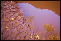 Mud and canyon reflected in pool Courthouse Wash. Arches National Park ( color)