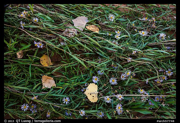 Ground view: Wildflowers, fallen leaves, and grasses, Courthouse Wash. Arches National Park, Utah, USA.