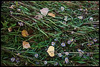 Ground view: Wildflowers, fallen leaves, and grasses, Courthouse Wash. Arches National Park, Utah, USA. (color)