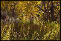 Riparian environment in autumn, Courthouse Wash. Arches National Park ( color)