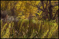 Riparian environment in autumn, Courthouse Wash. Arches National Park, Utah, USA. (color)