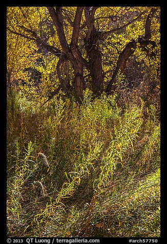 Grasses and trees in autumn, Courthouse Wash. Arches National Park, Utah, USA.