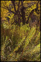 Grasses and trees in autumn, Courthouse Wash. Arches National Park, Utah, USA. (color)