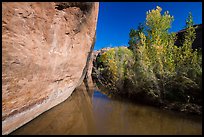 Cliff and vegetation reflected in stream, Courthouse Wash. Arches National Park, Utah, USA. (color)