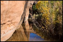 Cliffs and riparian vegetation reflected in stream, Courthouse Wash. Arches National Park, Utah, USA.