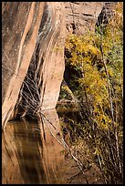 Sandstone walls, willows, and reflections, Courthouse Wash. Arches National Park, Utah, USA.