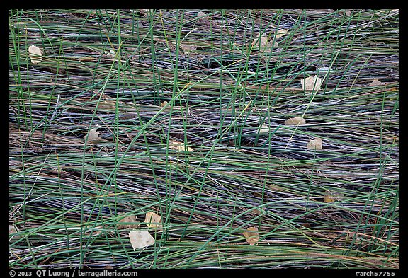 Grasses flattened by stream and fallen leaves, Courthouse Wash. Arches National Park (color)
