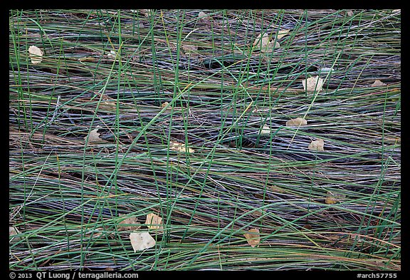 Grasses flattened by stream and fallen leaves, Courthouse Wash. Arches National Park, Utah, USA.