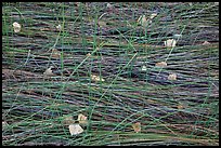 Grasses flattened by stream and fallen leaves, Courthouse Wash. Arches National Park ( color)