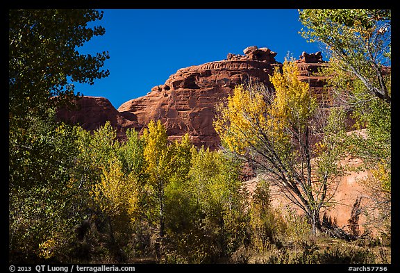 Cottonwood trees in autumn framing cliffs, Courthouse Wash. Arches National Park, Utah, USA.