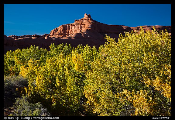 Cottonwood trees in fall foliage below red rock cliffs, Courthouse Wash. Arches National Park, Utah, USA.